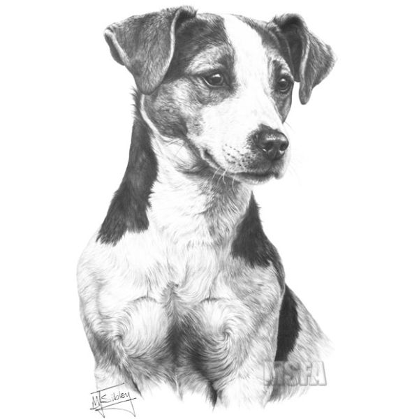 Beautiful print of a Jack Russell Terrier by Mike Sibley
