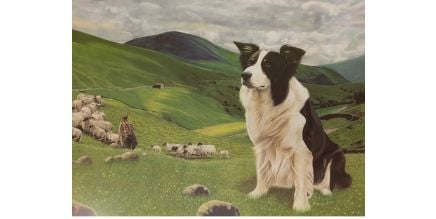 Print of a  Border Collie in Spring by Robbie Ferrier